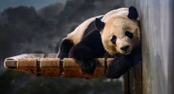 China’s Panda Diplomacy Not a Sign of ‘Friendship’